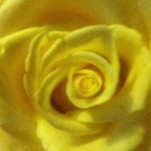 Meet your Posher, Adele